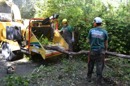 tree services Golden Shores